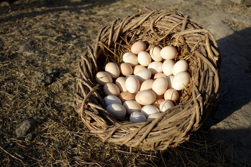 Environmentally Conscious Choices